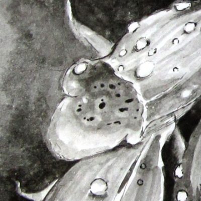 Latest bee drawings – bees on a foxglove
