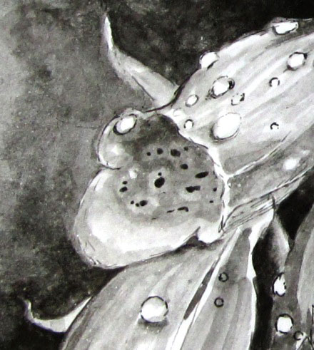 Read more about the article Latest bee drawings – bees on a foxglove