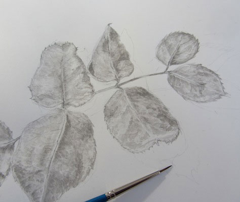 Drawing of rose leaves in brush and ink, with paintbrush