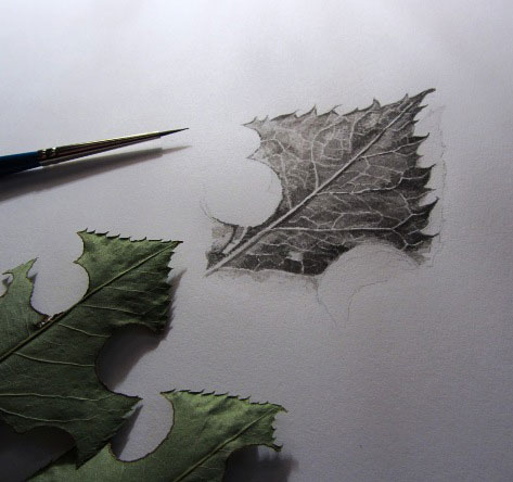 Drawing of rose leaf tip on drawing board, with brush