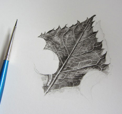 Drawing of a rose leaf tip with brush