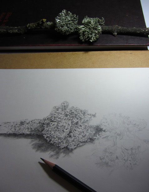 Lichen drawing in progress