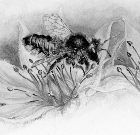 Brush and ink drawing of a leafcutter bee feeding on a flower