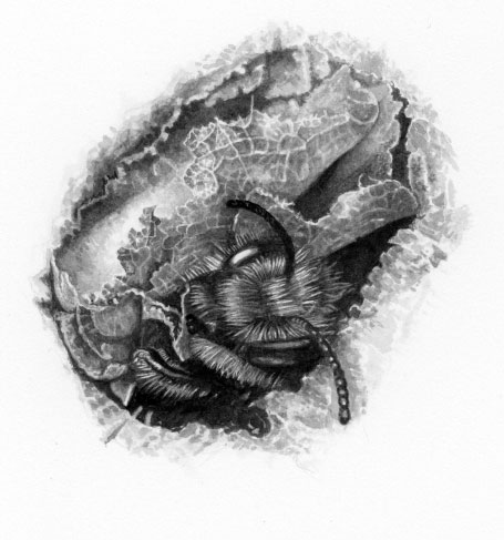 You are currently viewing Leafcutter bee emerging, in brush and ink