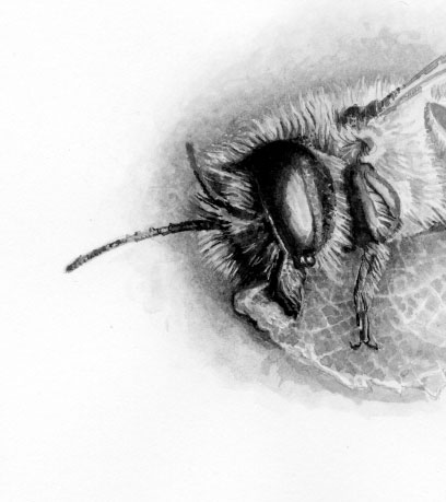 Brush and ink drawing of a leafcutter bee carrying leaf