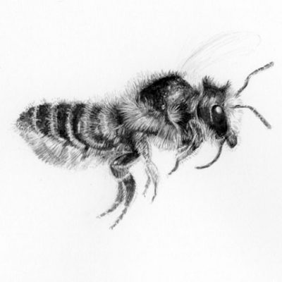 Leafcutter bee in flight