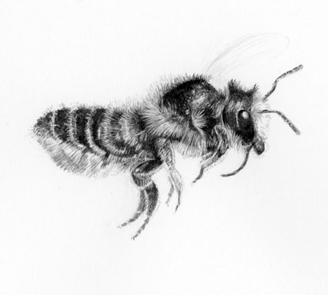 Brush and ink drawing of a leafcutter bee in flight