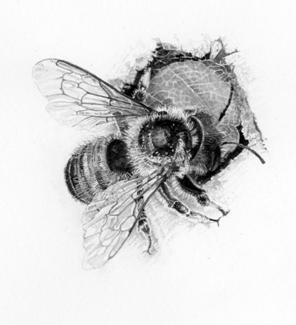 Brush and ink drawing of a leafcutter bee sealing nest