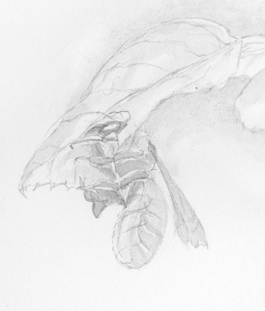 first stages of wash applied to drawing of leafcutter bee