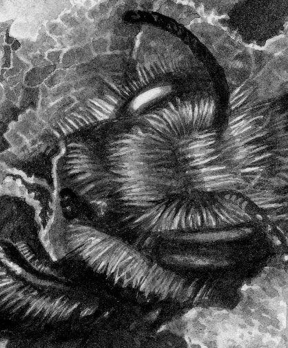 Detail of drawing of a leafcutter bee's head