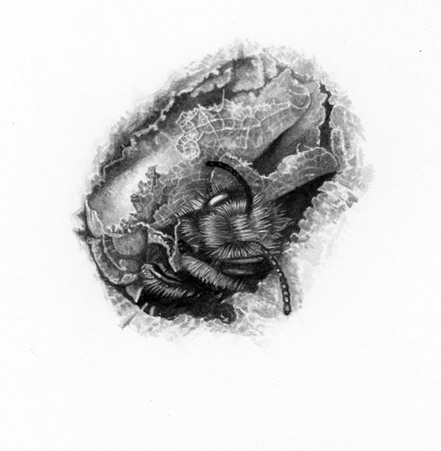 Completed drawing of leafcutter bee emerging from nest