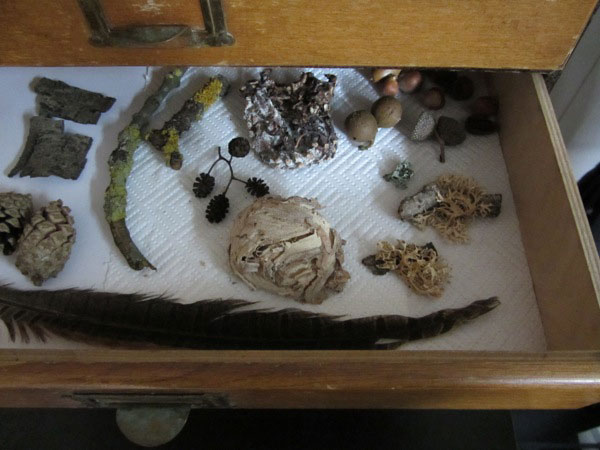 Collectors drawer with was nest and lichen