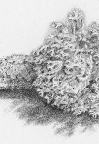Detail of drawing of lichen in pencil