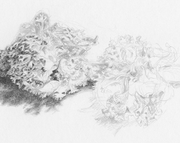 Progress drawing of lichen in pencil