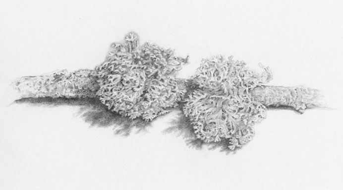 Pencil drawing of lichen on a branch