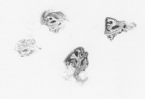 Page of sketchbook with pencil drawings of lichen