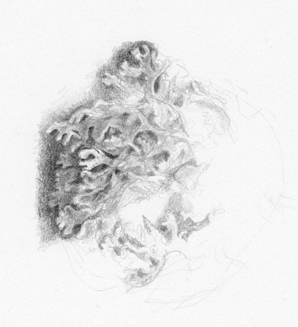 Pencil study of lichen