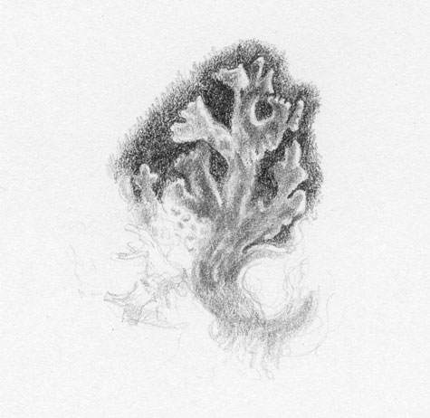 Pencil study of lichen