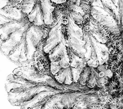 Detail of a pencil drawing of liverwort