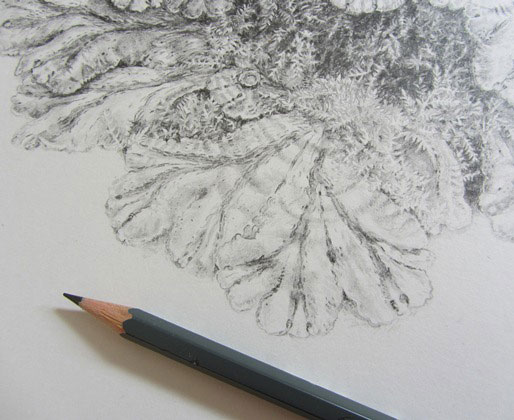 Drawing of liverwort in pencil on drawing table