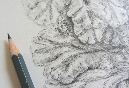 Tip of pencil and liverwort drawing detail