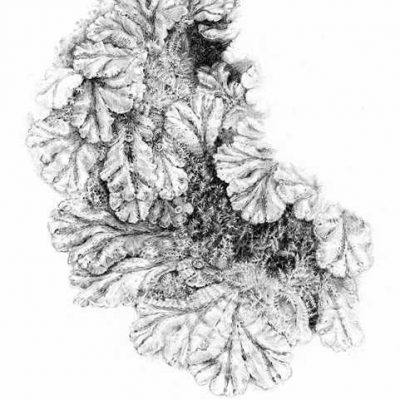 Liverwort in Pencil