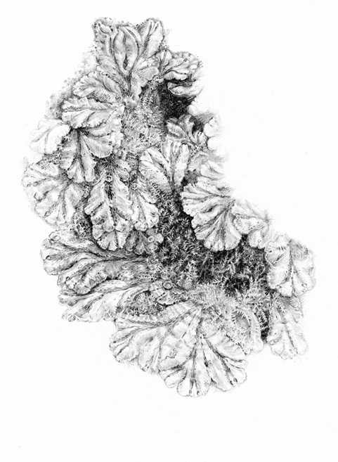 You are currently viewing Liverwort in Pencil