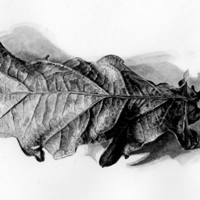 A dry oak leaf in ink