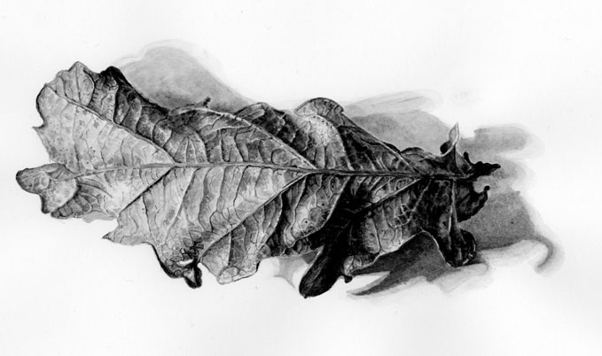 Oak leaf drawing in ink wash
