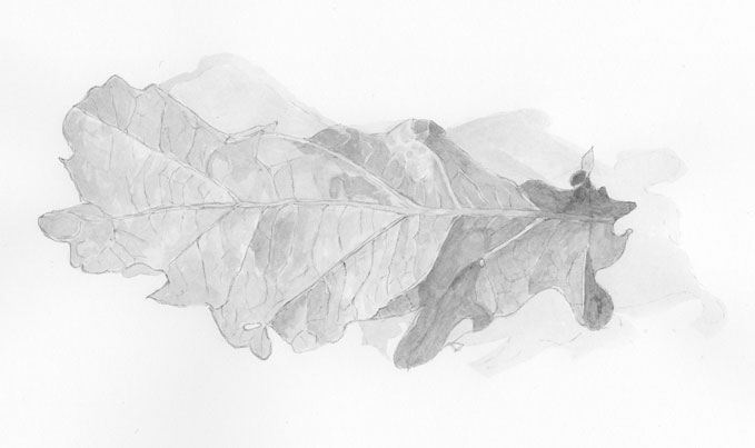 Fist stages of wash applied to oak leaf drawing