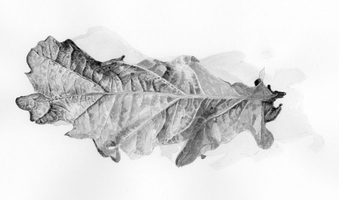 Building up the detail by applying layers of ink wash, oak leaf drawing