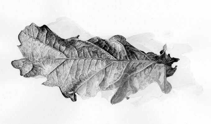 Details of the veins are added with more layers of ink, oak leaf drawing