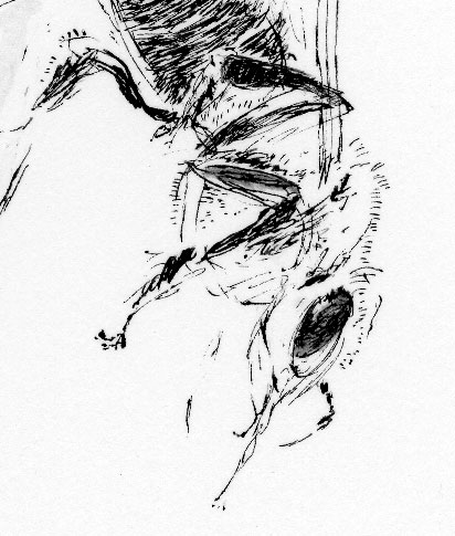 Detail of a pen and ink sketch of a bee
