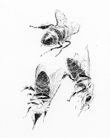 Sketch of three bees in pen and ink