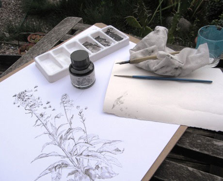 Photo showing a drawing board, pen, ink and wash, drawing of bees on foxglove