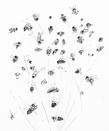 Pen and ink sketch of multiple bee visits to a thyme plant