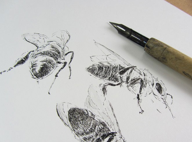 Photograph showing a sketch of bees with a dip pen