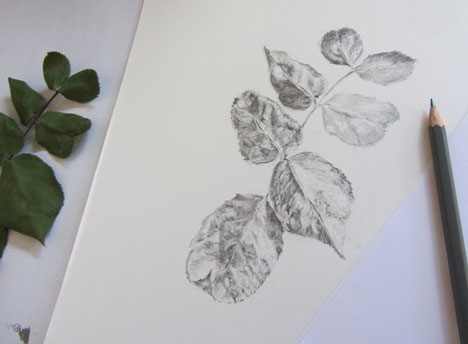 Pencil study of rose leaves on drawing table