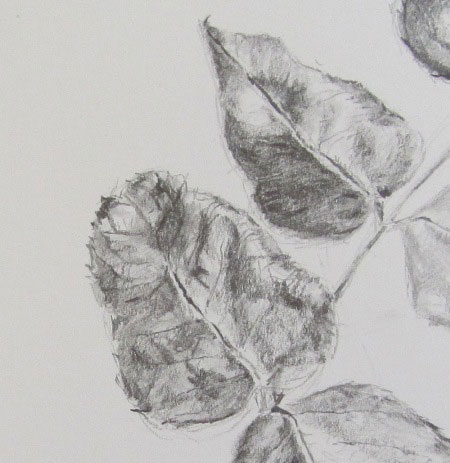 Detail of a pencil study of rose leaves