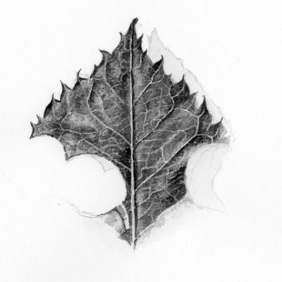 Rose leaves in ink