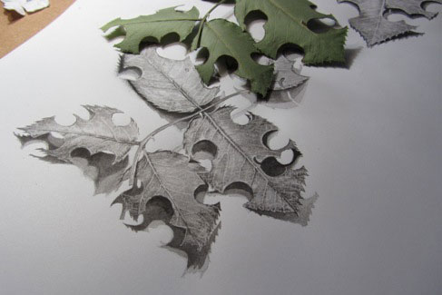 Rose leaves in brush and ink next to actual leaves