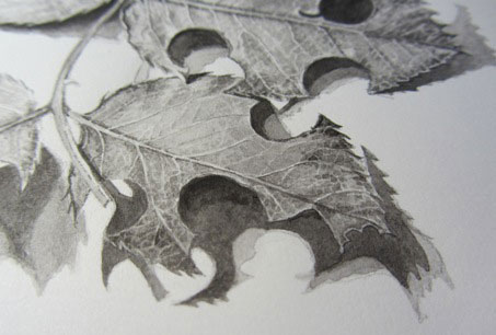Detail of brush and ink drawing of rose leaves