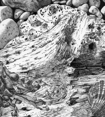Pen and ink drawing of driftwood on a beach
