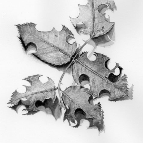Rose leaves cut by leafcutter bees