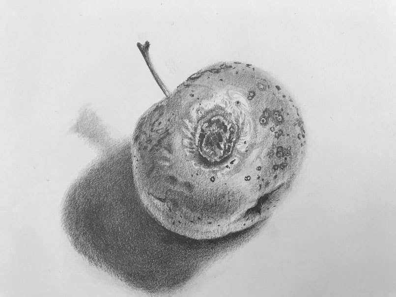 Detail of a pencil drawing of a decaying apple