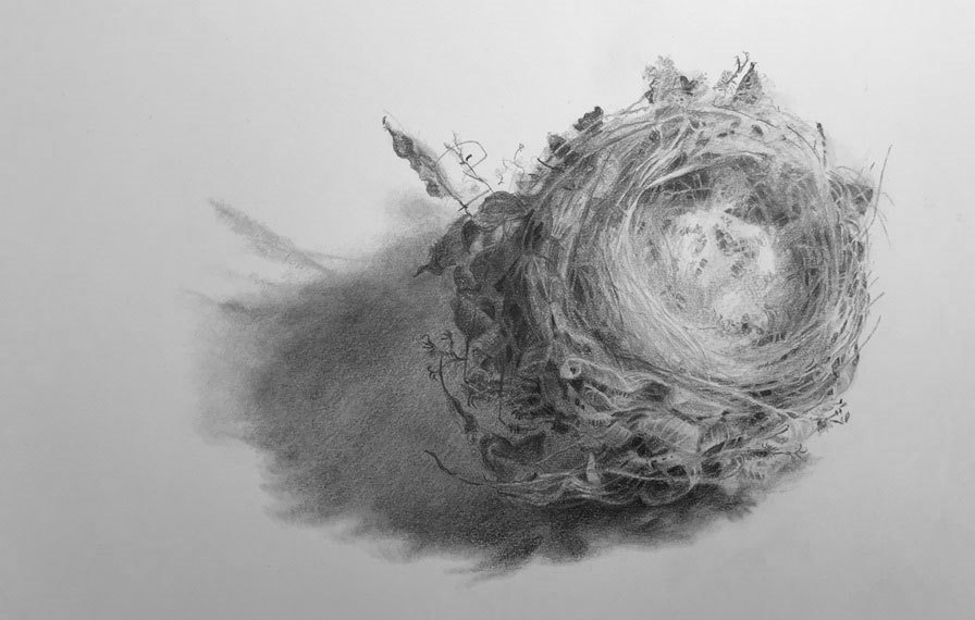 Drawing of a bird's nest in graphite