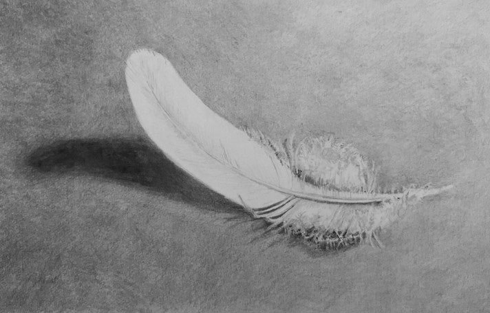 Drawing of a feather in graphite