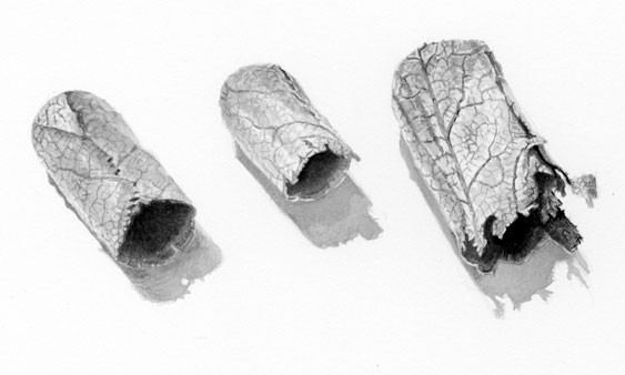 Drawing of cells of leafcutter bee nests