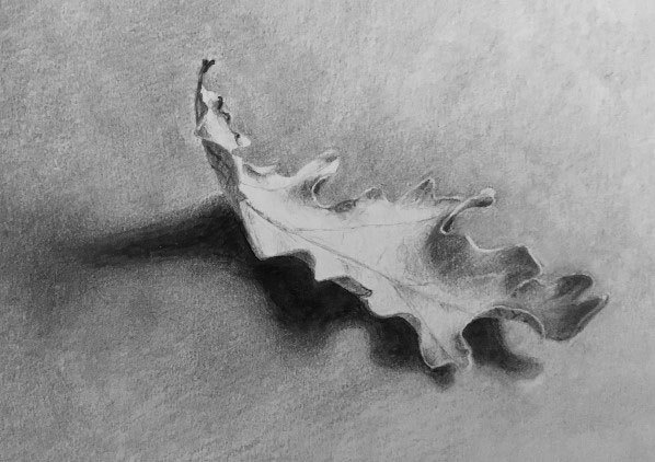 Drawing of an oak leaf in pencil