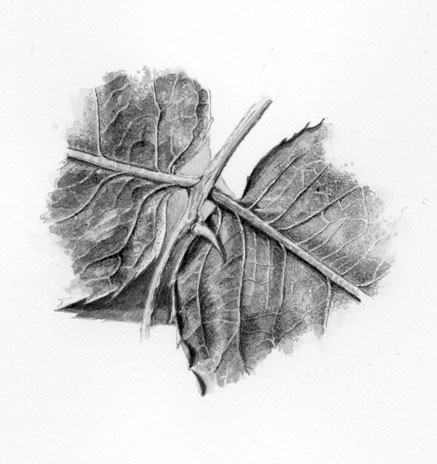 Detail of a rose leaf